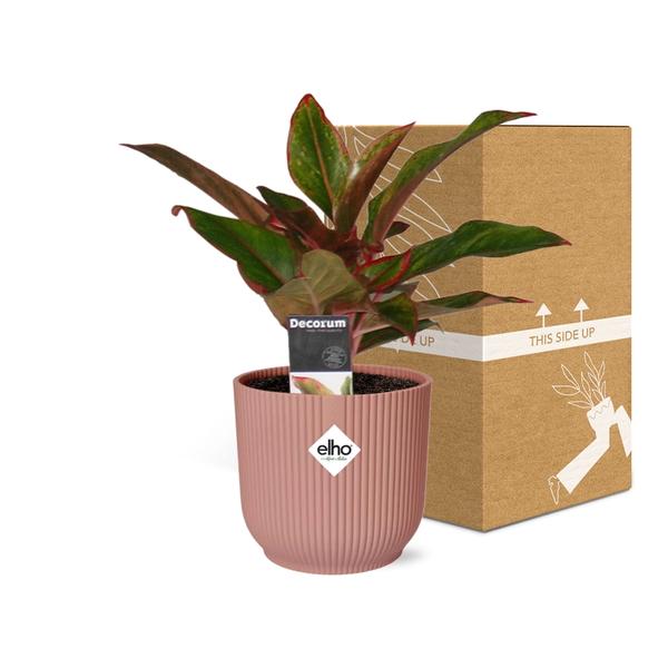 Aglaonema Crete in ELHO Vibes Fold 14cm roze