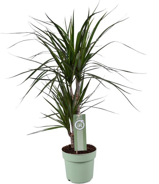 Dracaena Marginata - Ø17cm - ↕70cm