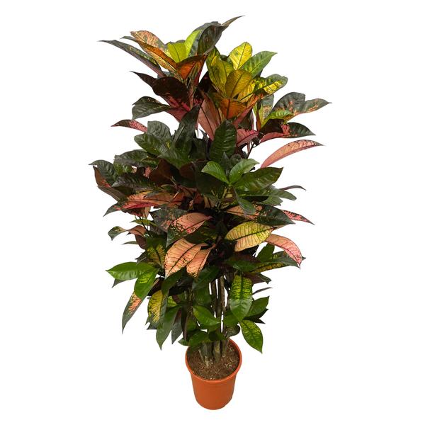 Codiaeum (Croton) Iceton vertakt - 120 cm - Ø24cm