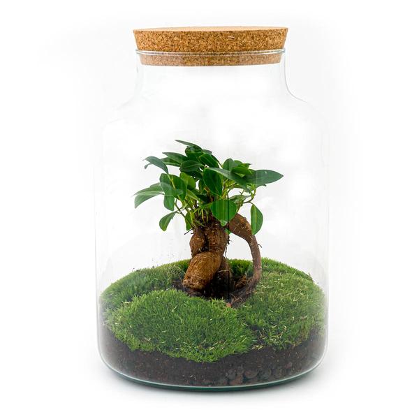 DIY terrarium - Milky met bonsai - ↕ 30 cm  - Rake + Shovel