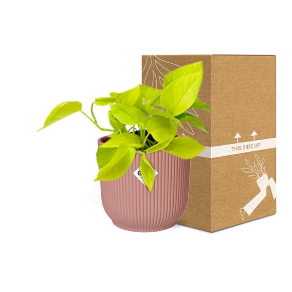 Epipremnum Pinnatum ‘Golden Pothos’ in ELHO Vibes Fold 14cm roze