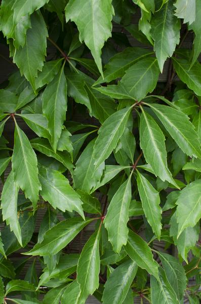 4x - Parthenocissus q. var. 'Engelmannii' - ↨65cm - Ø15