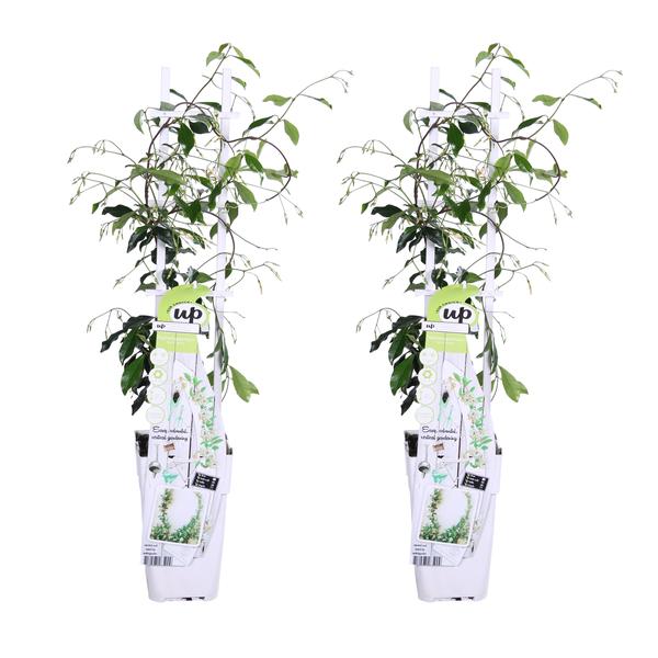 2x - Trachelospermum 'Star of Venice' - ↨65cm - Ø15