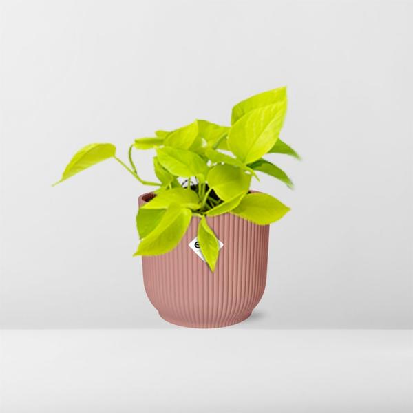 Epipremnum Pinnatum ‘Golden Pothos’ in ELHO Vibes Fold 14cm roze