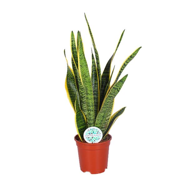 Sansevieria Trifasciata Laurentii - Ø17cm - ↕60cm