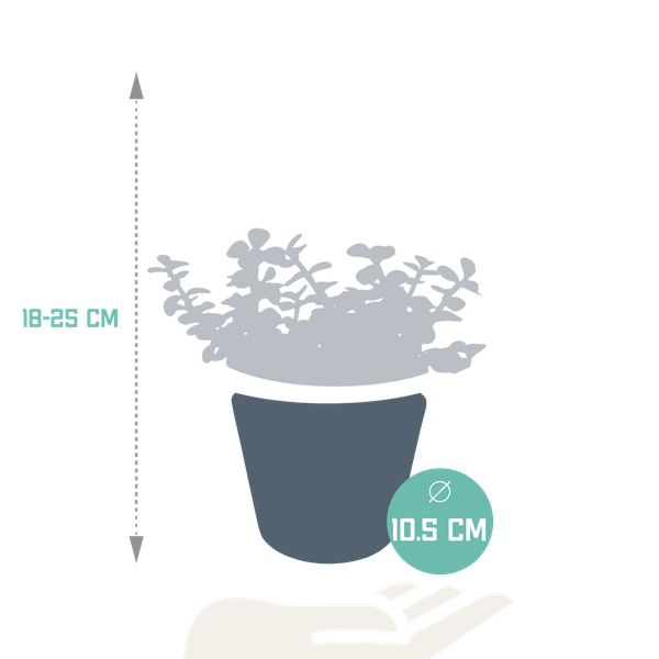 Portulacaria afra - in witte pot