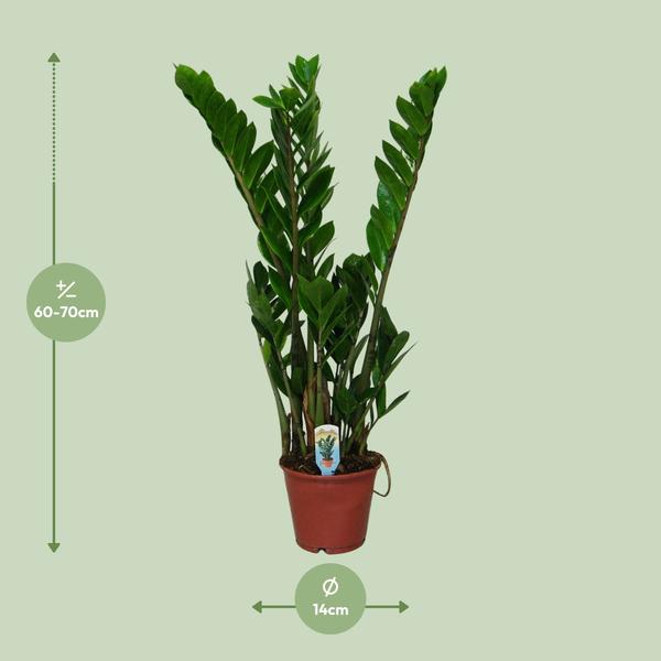 Zamioculcas Zamiifolia - Ø14cm - ↕50cm