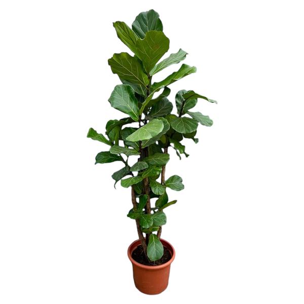 Ficus Lyrata vertakt XXL - 220cm - ø40