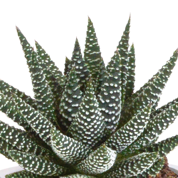 Gasteria/Haworthia mix 8,5cm - 3x - in terracotta pot