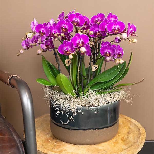 Kolibri Orchids | Paarse phalaenopsis orchidee - Morelia - potmaat Ø9cm | bloeiende kamerplant - vers van de kweker