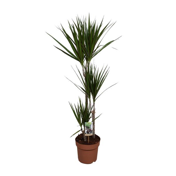 Dracaena Marginata - Ø21cm - ↕120cm