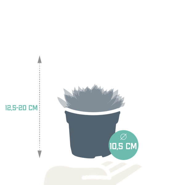Echeveria mix 10.5 cm - 3x - zonder pot
