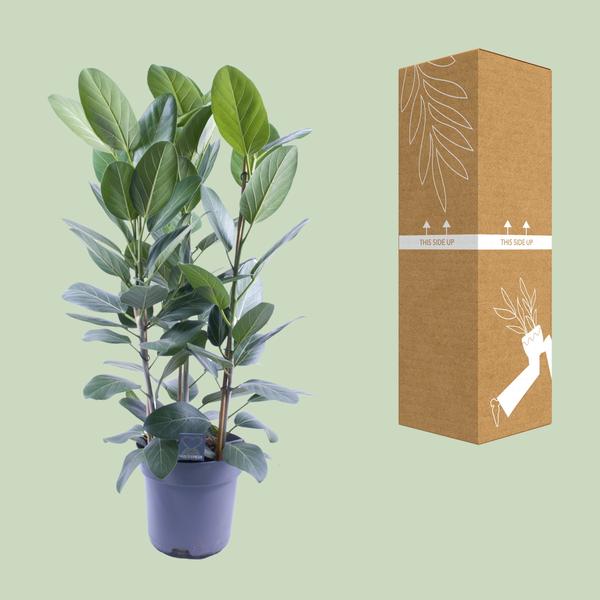 Ficus Audrey Toef 3 stekken - Ø27cm - ↕105cm