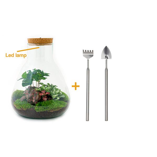 DIY terrarium - Sam Coffea met lamp - ↕ 30 cm - Rake + Shovel