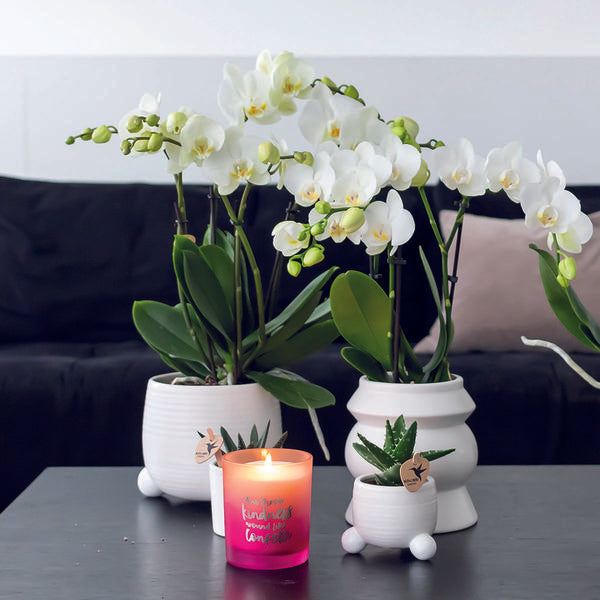 Kolibri Orchids | COMBI DEAL van 2 witte Phalaenopsis orchideeën - Amabilis - potmaat Ø9cm | bloeiende kamerplant - vers van de kweker