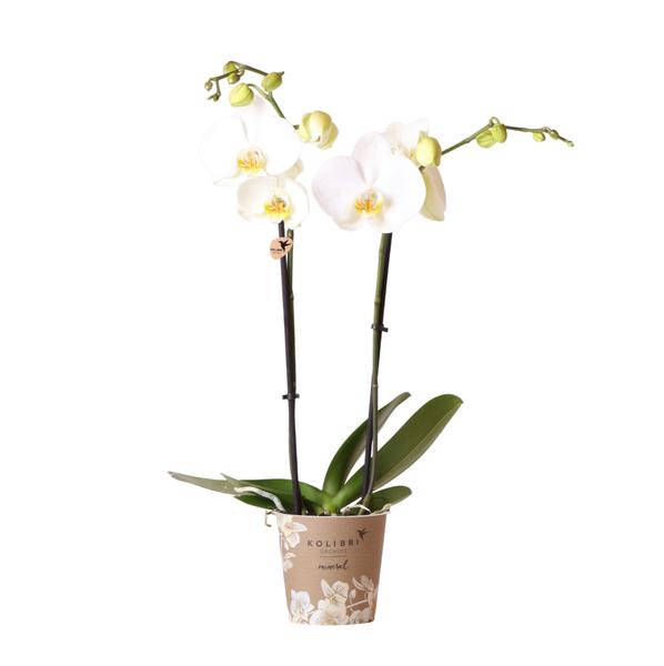 Kolibri Orchids | witte Phalaenopsis orchidee - Dame Blanche - potmaat Ø12cm | bloeiende kamerplant - vers van de kweker