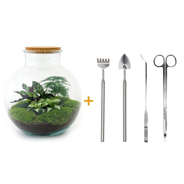 DIY terrarium - Bolder Bob - ↕ 30 cm - Normal