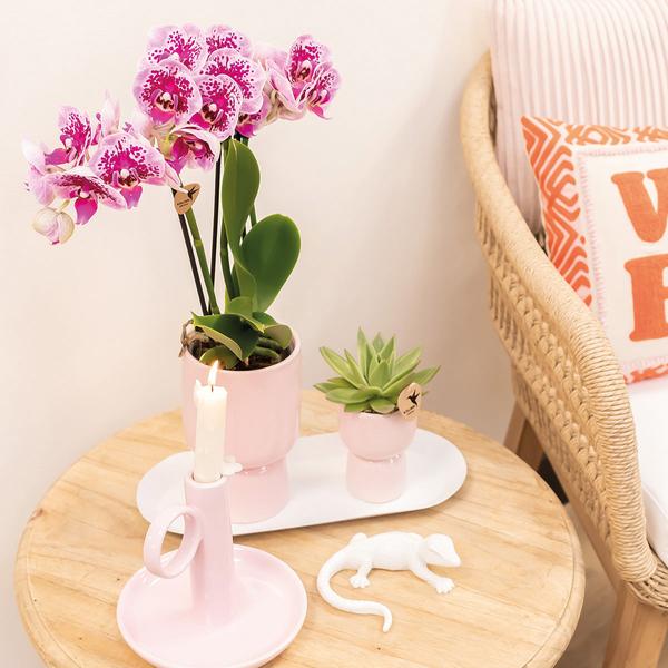 Kolibri Orchids | Plantenset Floral Blush pink small| Groene planten met Phalaenopsis orchidee in Floral Blush pink sierpotten en wit dienblad