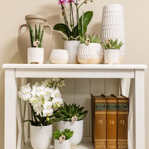 Kolibri Home | Glazed bloempot - Witte keramieken sierpot met glans - Ø12cm