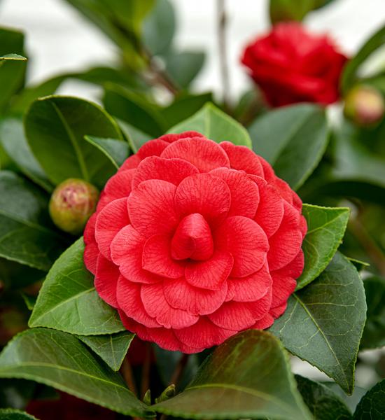 Camellia jap. 'Black Lace' - ↨65cm - Ø19cm