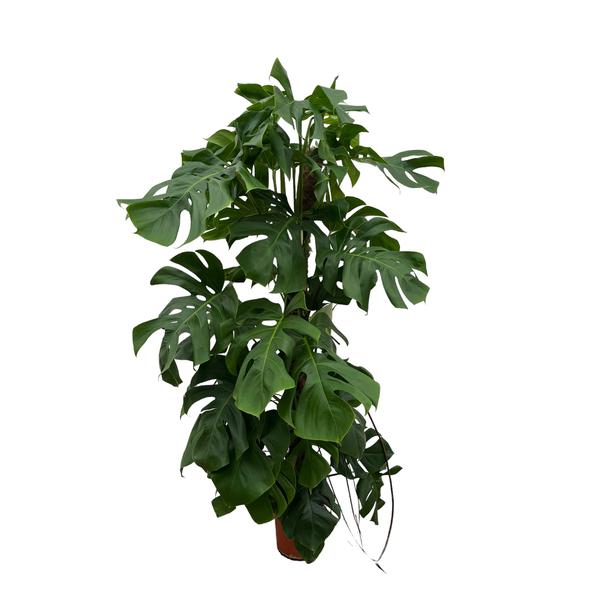 Monstera Deliciosa XXL - 150cm - ⌀27