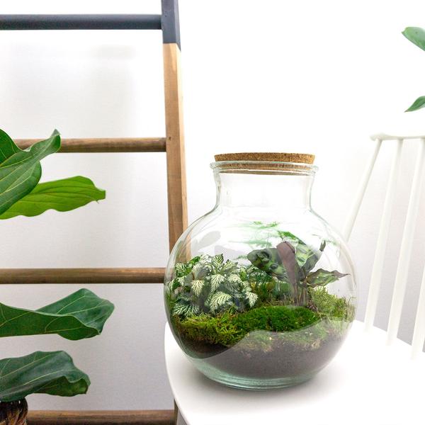 DIY terrarium - Teddy - ↕ 26,5 cm - Normal