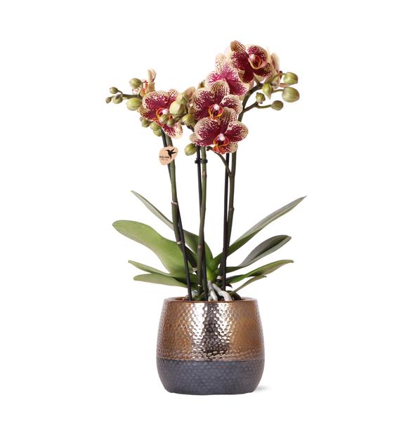 Kolibri Orchids | geel rode Phalaenopsis orchidee – Spain + Elite sierpot copper – potmaat Ø9cm | bloeiende kamerplant in bloempot - vers van de kweker