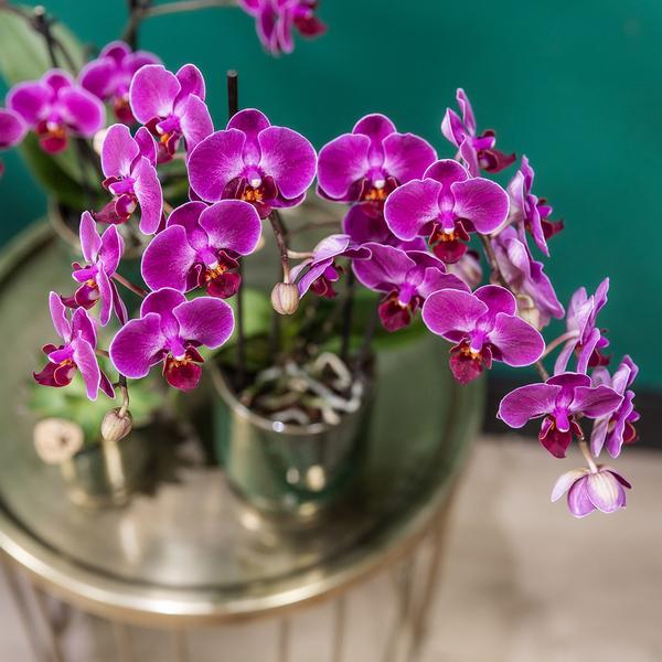 Kolibri Orchids | Paarse phalaenopsis orchidee - Morelia Classy green- potmaat Ø9cm | bloeiende kamerplant - vers van de kweker