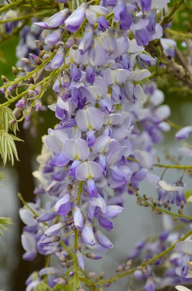 2x Wisteria sinensis 'Caroline' - ↨65cm - Ø15