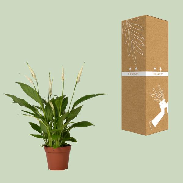 Spathiphyllum Bingo Cupido - Ø12cm - ↕45cm