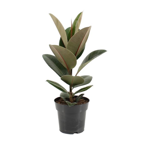 Ficus Elastica Robusta - Ø17cm - ↕55cm