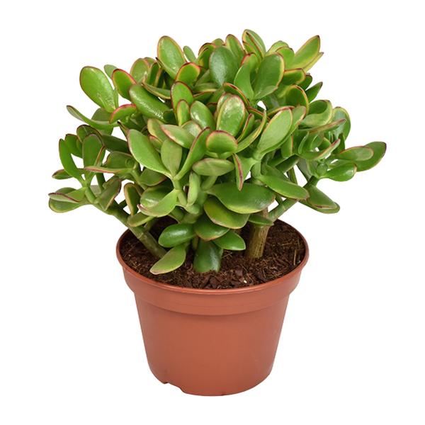 Crassula Ovata Minor - Ø15cm - ↕21cm