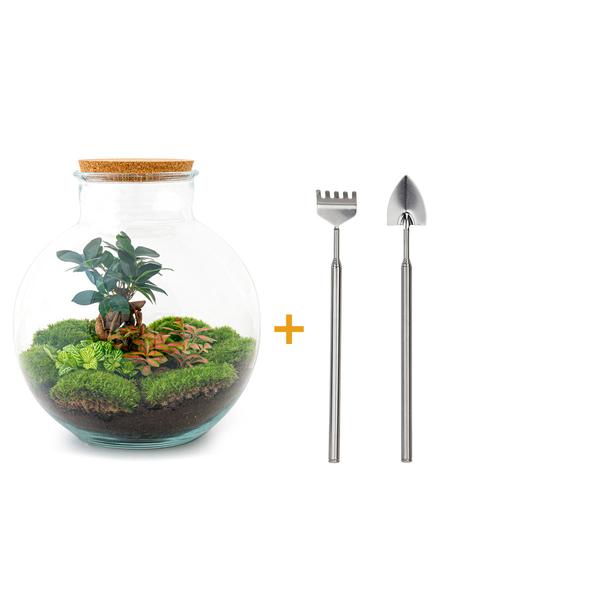 DIY terrarium - Bolder Bob Bonsai - ↕ 30 cm - Rake + Shovel