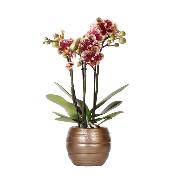 Kolibri Orchids | Geel rode phalaenopsis orchidee - Spain + Bee pot - potmaat Ø9cm | bloeiende kamerplant - vers van de kweker