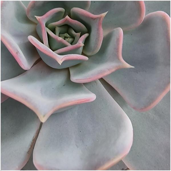 ROOTLESS Succulent Echeveria Lilacina in schaal 'zwart' Ø20 cm - ↕5 cm