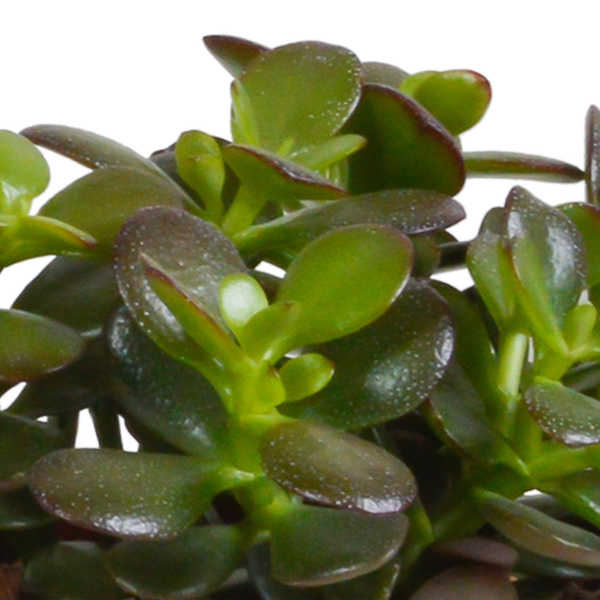 Crassula mix 10,5 cm - 3x - in witte pot