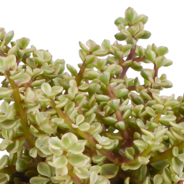 Crassula mix 10,5 cm - 3x - in witte pot