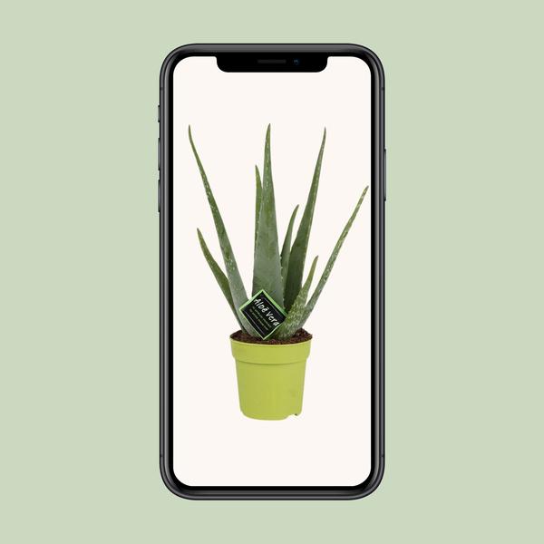 Aloe Vera - Ø12cm - ↕45cm