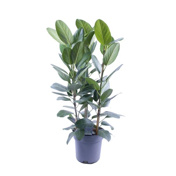 Ficus Audrey Toef 3 stekken - Ø27cm - ↕105cm