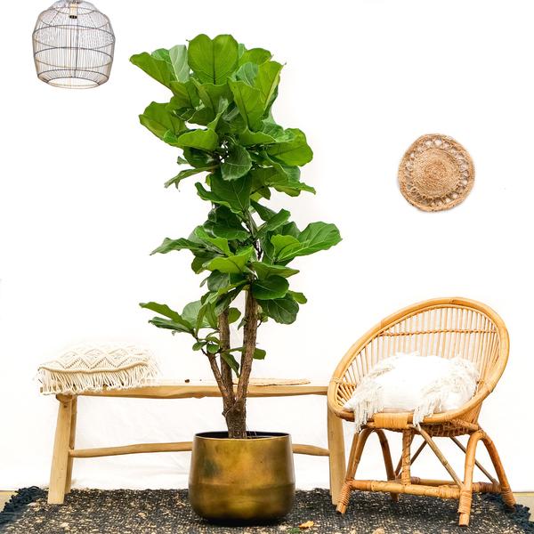 Ficus Lyrata vertakt - 170cm - ⌀32