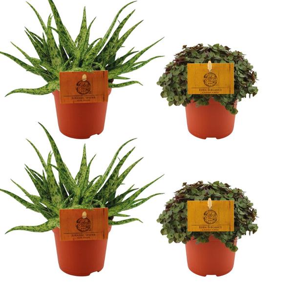 2x Aloe Spider + 2x Callisia Turtle - 4 stuks - Ø10.5cm - ↕10cm