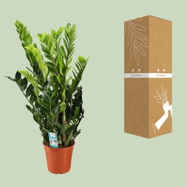 Zamioculcas Zamiifolia - Ø21cm - ↕95cm