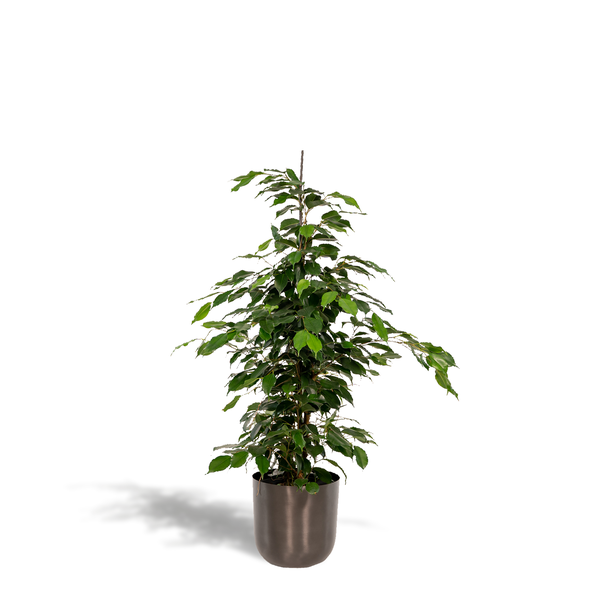 Ficus benjamina Danielle - Ø21cm - ↕95cm + Pot Mayk Lead