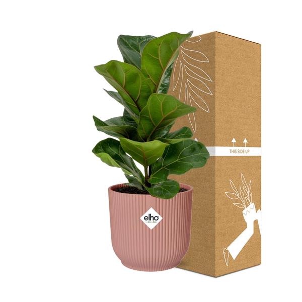 Ficus Lyrata ‘Bambino’ in ELHO Vibes Fold 14cm roze