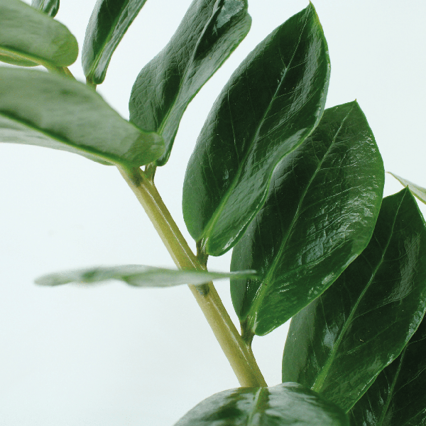 2x Zamioculcas Zamiifolia - Emerald palm - 50cm - ø14