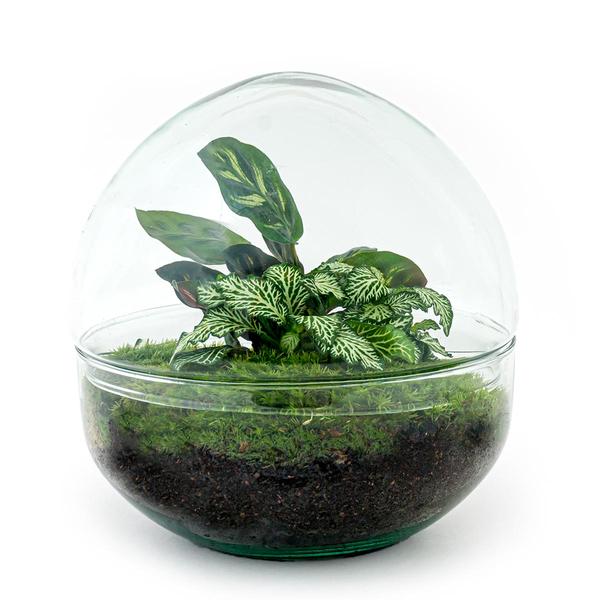 DIY terrarium - Dome - ↕ 20 cm - Rake + Shovel + Tweezer