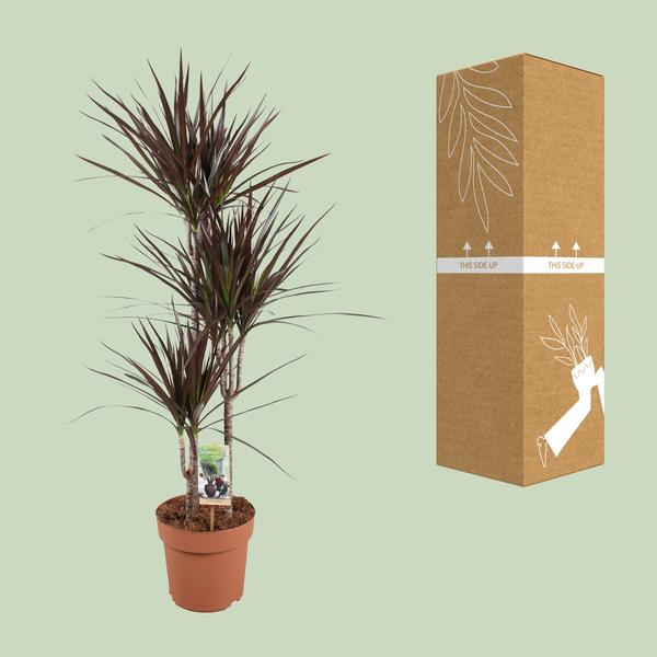 Dracaena Magenta - Ø21cm - ↕120cm