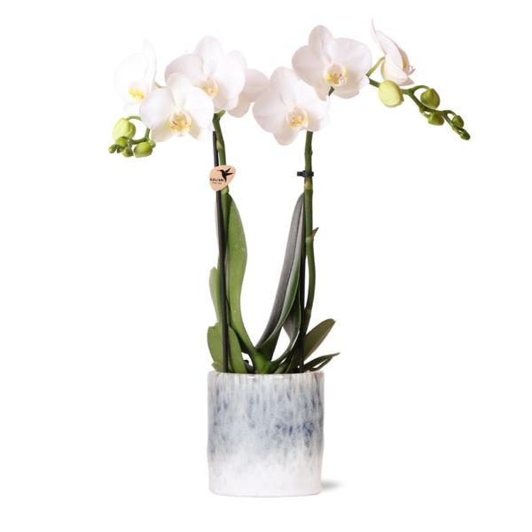 Kolibri Orchids | witte Phalaenopsis orchidee – Amabilis + Sky pot – potmaat Ø9cm | bloeiende kamerplant in bloempot - vers van de kweker