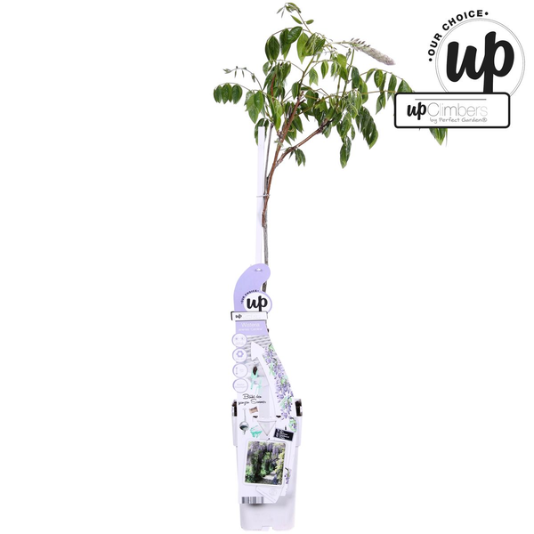 Wisteria sinensis Caroline - Paarse Regen - Ø15cm - ↕65cm