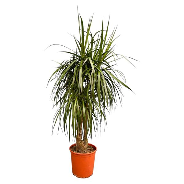 Dracaena Marginata vertakt - 190cm